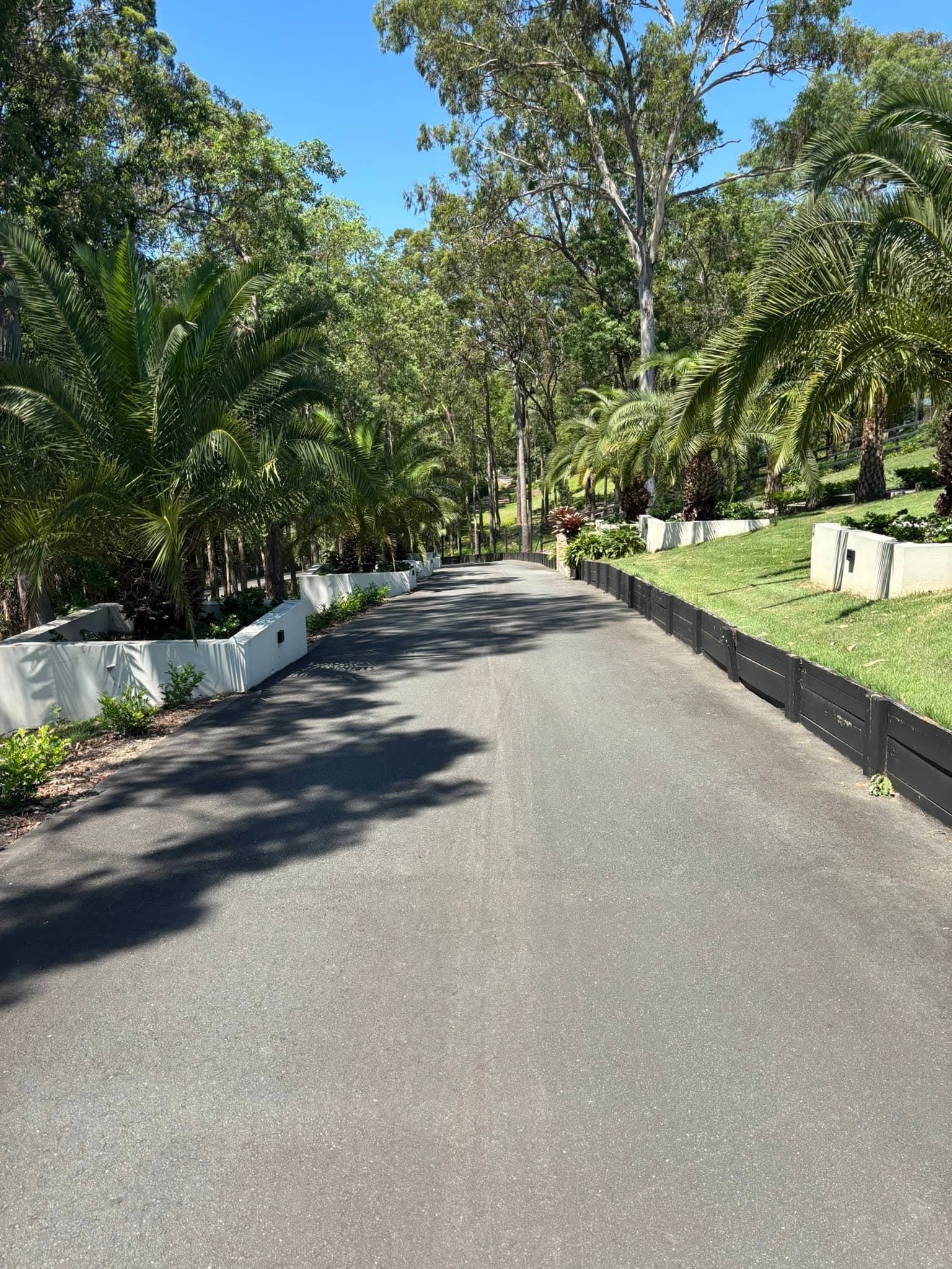 Palm-lined driveway with clipped garden beds and a clean lawn